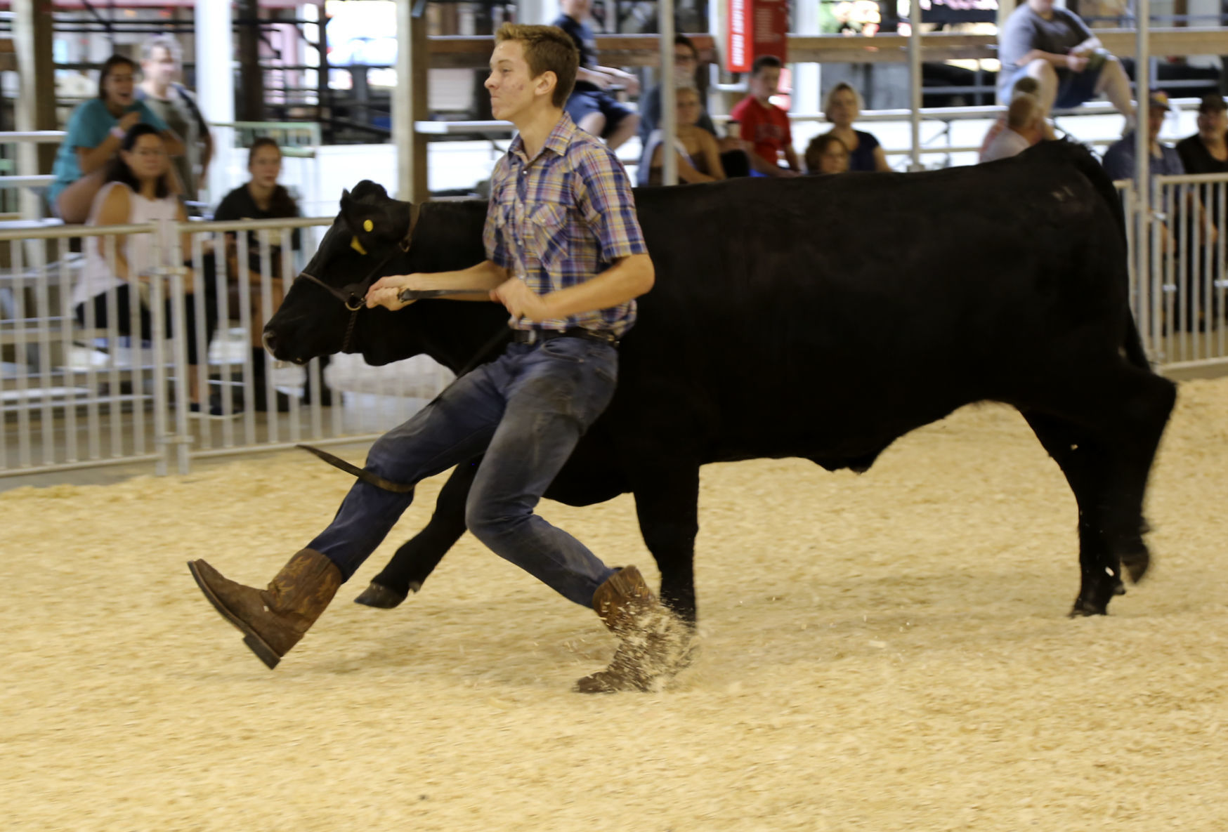 4-H livestock